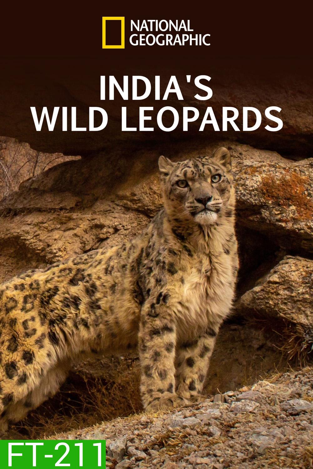 India's Wild Leopards (เสือดาวป่าแห่งอินเดีย 2020 )
