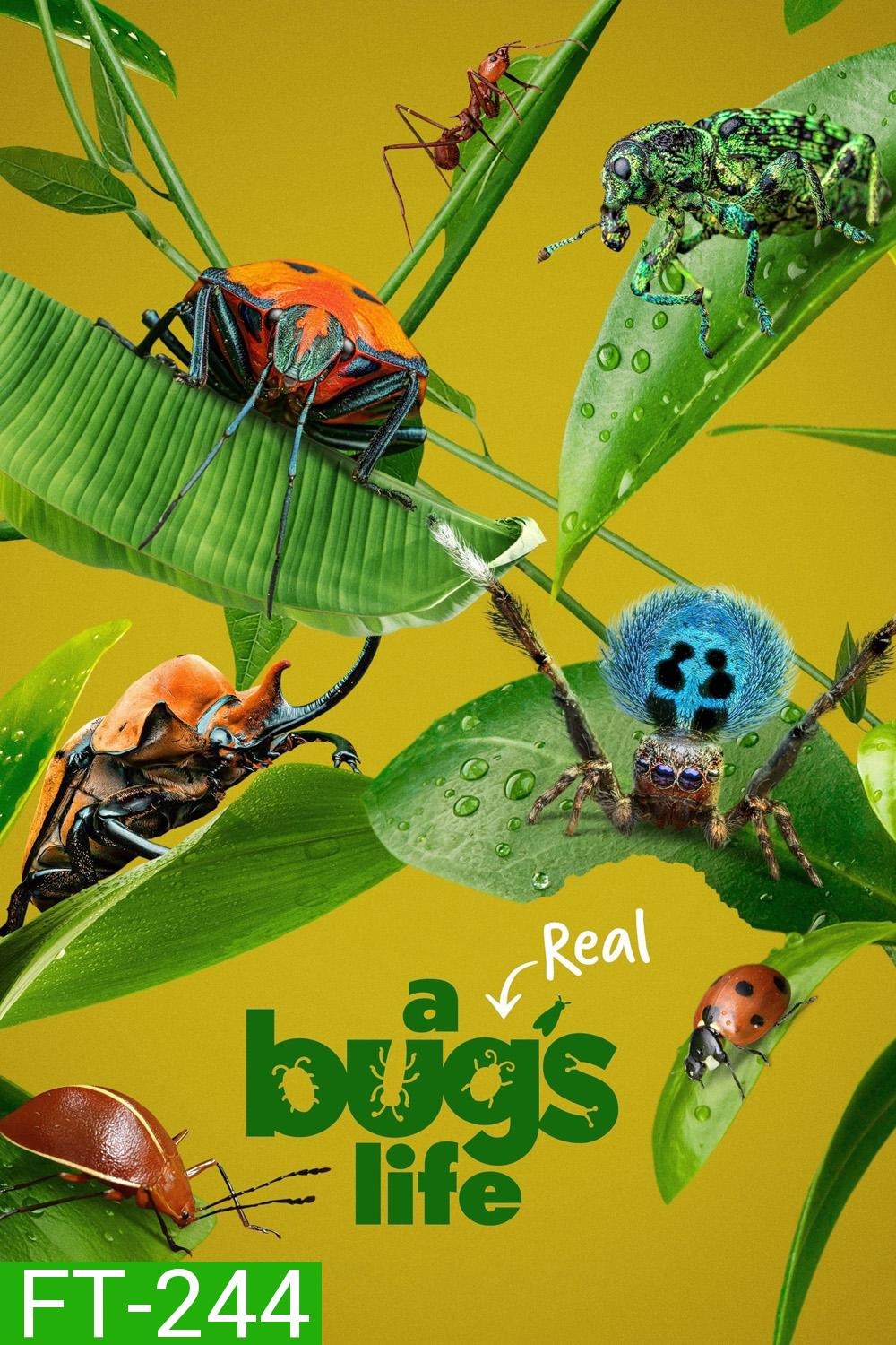 A Real Bug's Life Season 1 (2024) 5 ตอน