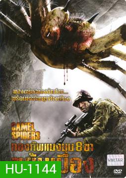 Camel Spiders กองทัพแมงมุม 8 ขาขยุ้มเมือง